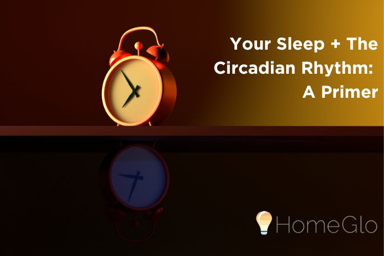 What is the Relationship Between Sleep and The Circadian Rhythm?